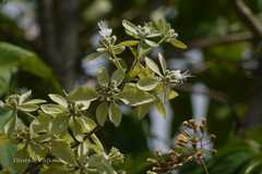 Symphorema polyandrum